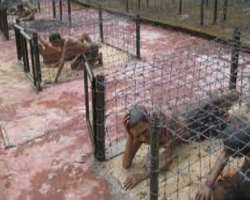 The creepiest among the prison are the “Tiger Cages” which were built in 1940 by the French in order to keep the war prisoners. The prisoners were kep